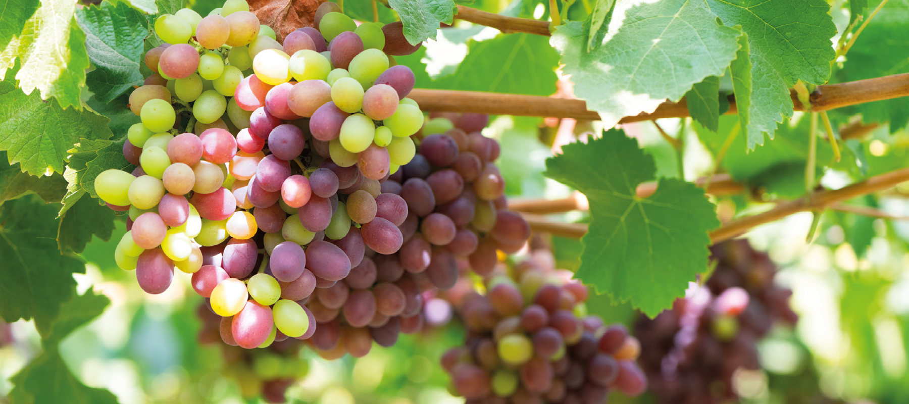 Warme zon en koele Sauvignon